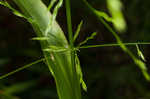 Savannah-panicgrass